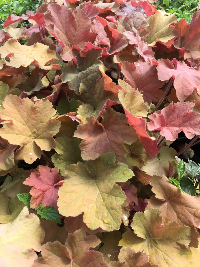 Caramel Heuchera/ Coral Bells in 4 Inch PotGreat for Fall planting image 3