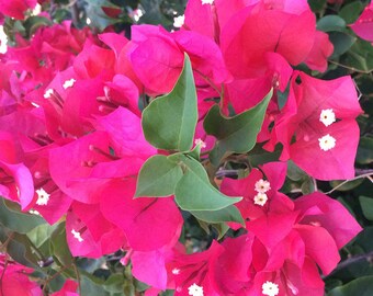 Buganvillas Sharon Wesley En Macetas De 4 Etsy Espana