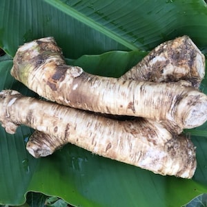 Bareroot Horseradish Root, Easy to Grow!!! Horseradish for Good Health and Tasty Food!