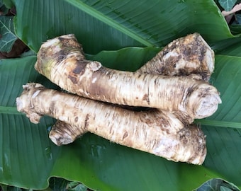 Bareroot Horseradish Root, Easy to Grow!!! Horseradish for Good Health and Tasty Food!