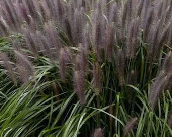May include: A close-up of ornamental grass with long, green blades and feathery, purple-brown seed heads. The image showcases the texture and color variations of the plant, creating a natural and visually appealing scene. The grass is likely used for landscaping or decorative purposes.