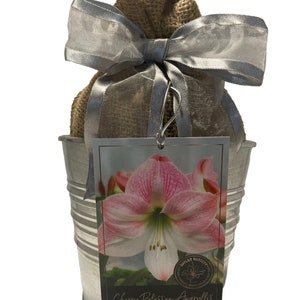 May include: A silver metal bucket with a burlap sack tied with a silver ribbon. The sack contains a pink and white amaryllis bulb. A tag attached to the bucket reads "Cherry Blossom Amaryllis" and "Daylily Nursery".