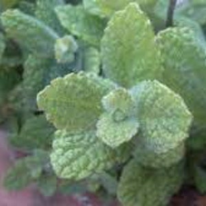 May include: Close-up of a mint plant with textured, light green leaves. The leaves have a slightly fuzzy appearance and are arranged in clusters. The plant is in a terracotta pot, with some leaves extending beyond the pot's edge.