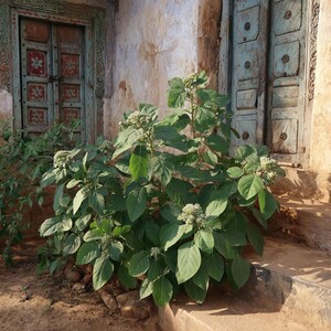 ASHWAGANDHA Plants in Separate 3.5 inch containers- Daylily Nursery…one plant per pot, you choose amount! imagen 2