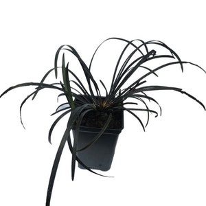 3 Containers of 2.5 Inch Pot of Black Mondo Decorative Grass, nice pot. One pot per plant, 3 pots per order image 2