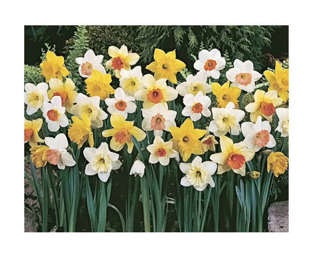 Gigantic Star Large Cupped Daffodil Bulbs, Narcissus