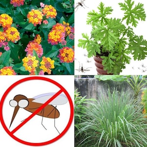 Mosquito Trio - 6 Mosquito Repellent Plants – THREE Varieties: 2 Citronella Plants, 2 Lemongrass, 2 Lantana Plants Individual 2.5” Pots