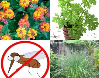 Mosquito Trio - 6 Mosquito Repellent Plants – THREE Varieties: 2 Citronella Plants, 2 Lemongrass, 2 Lantana Plants Individual 2.5” Pots