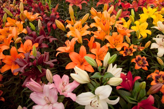 Mixed Lily Bulbs! Random Mix of Oriental and Asiatic Lily Bulbs!! You  Choose Amount!! - Etsy
