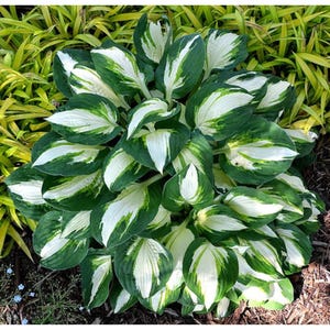 Vulcan Hosta Bareroot, you choose amount!