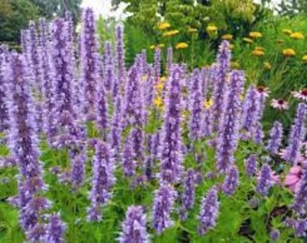 Agastache 'Blue Fortune' Plant in a 3.5" Pot--Attracts Hummingbirds and Butterflies!!