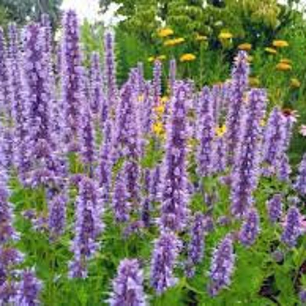 Agastache 'Blue Fortune' Plant in a 3.5" Pot--Attracts Hummingbirds and Butterflies!!