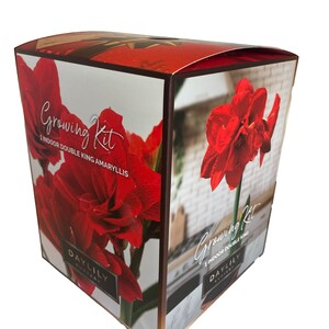 Indoor Amaryllis Kit - Double King - Big Double Red--FREE SHIPPING!!