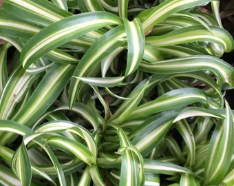 Curly Spider Plant in 4" Pot, Easy Care, Live Indoor House Plant