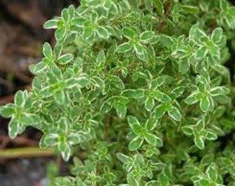 Varigated Lemon Thyme. 4 Inch Size. Wonderful for Culinary Use, Teas, Mosquito control. One plant per pot, you choose amount!!