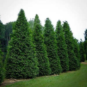 Arborvitae Green Giant Thuja Plicata 2.5 inch pot 6-12 Tall image 2