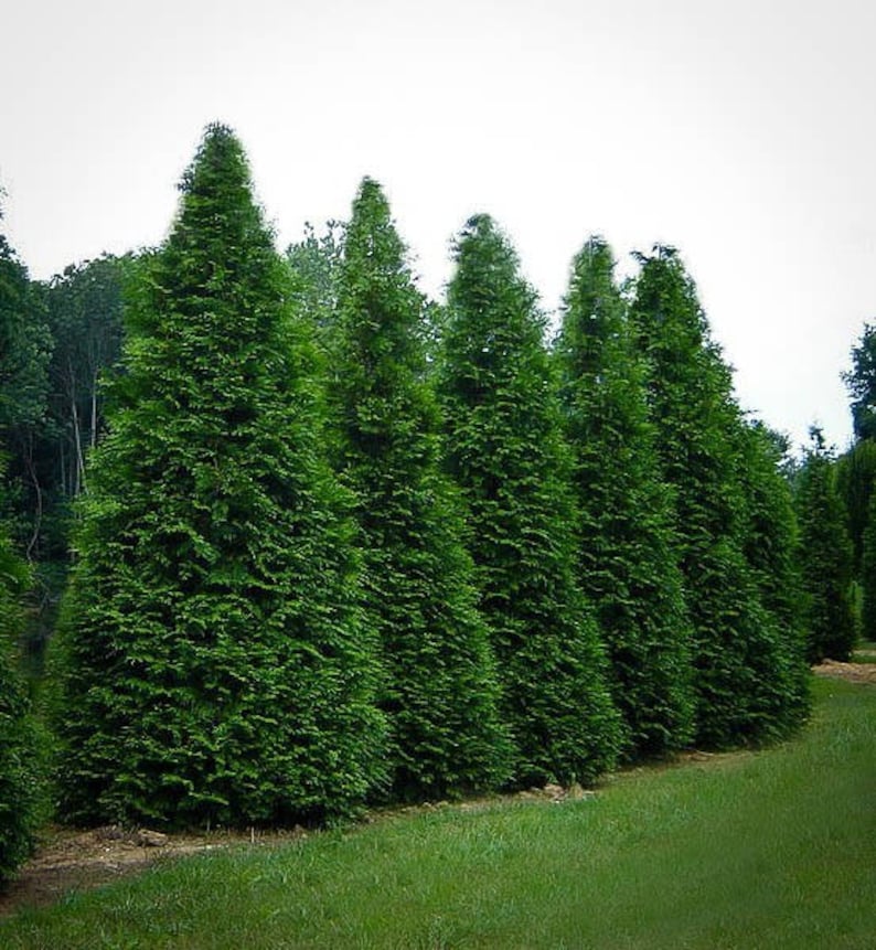 Arborvitae Green Giant Thuja Plicata 2.5 inch pot 6-12 Tall image 2