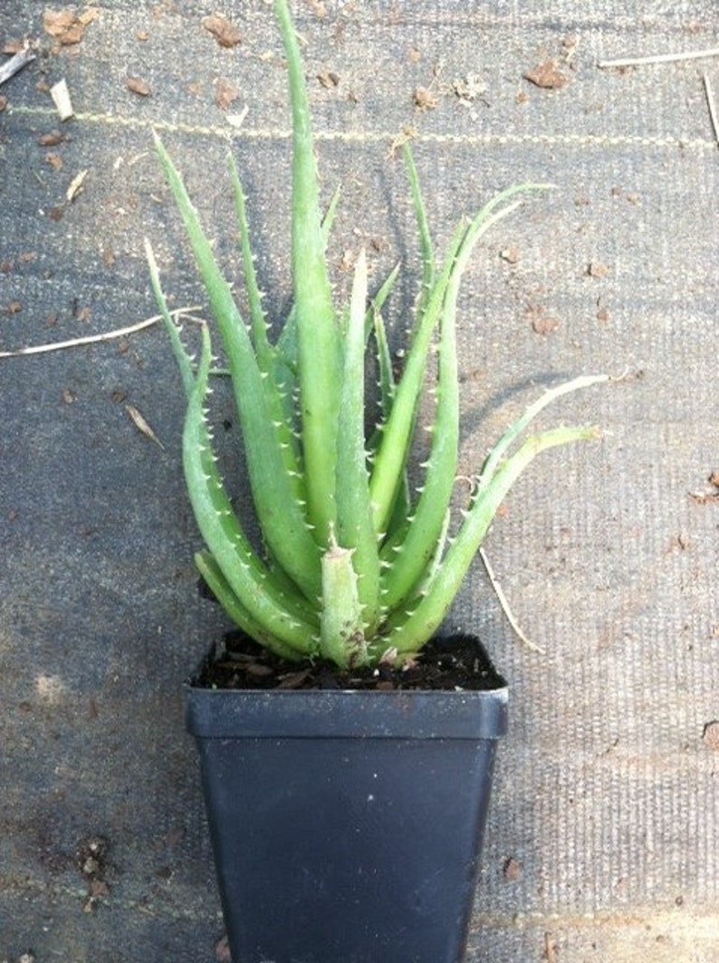 Hedgehog Aloe Vera Plants in 4 Inch Containers/ Burn Plant