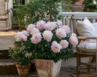 May include: A large, square, weathered terracotta planter filled with a lush, blooming peony bush featuring numerous soft pink, multi-petaled flowers and deep green foliage, positioned on a brick patio next to a wooden rocking chair.