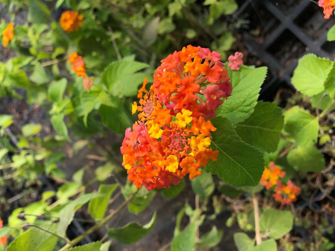 Confetti Lantana Camara Flowers Two 2 Live Plantsnatural Etsy