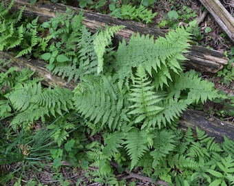 Lady Fern - 3.5" Potted Plant - Live Plant, you choose amount!