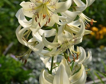 Sweet Surrender Tiger Lily Bulbs, you choose amount!