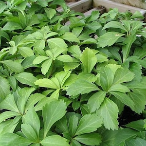Pachysandra Japanese Spurge Evergreen Ground Cover Plants. You choose amount!