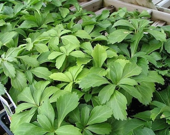 Pachysandra Japanese Spurge Evergreen Ground Cover Plants. You choose amount!