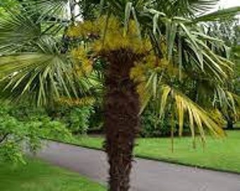 Windmill Palm Plant in a 4" -Trachycarpus fortunei-Cold Hardy To Zone 7!!