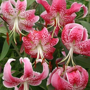 Uchida Rubrum Lilium/ Wild Lily of Japan Bulbs-
