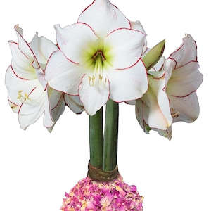 Botanical Rose Petal Waxed Picasso Amaryllis Bulb 34/38