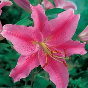 Mixed Sprouted lily bulbs! Random mix! End of Season clearance! Asiatic and oriental