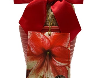Elegant Charisma Amaryllis Gift Growing Kit. Beautiful Ceramic Pot, Big Charisma Bulb, a Burlap Bag and Growing Medium. FREE SHIPPING!!