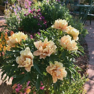 May include: A cluster of blooming peony flowers with soft, pale peach and creamy yellow petals. The flowers feature dense, ruffled layers and are surrounded by deep green, serrated foliage, creating a full, rounded shape in a garden setting.