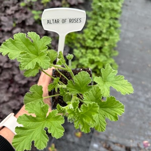 May include: A close-up of a potted plant with bright green, lobed leaves. A white label with the text "ALTAR OF ROSES" is inserted into the soil. The plant is held by a person, with a dark background of other plants.
