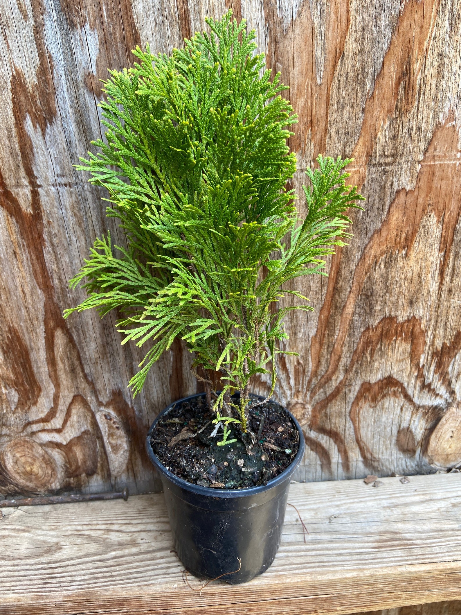 3 Emerald Green Arborvitae in 2.5 inch pots one plant per Etsy