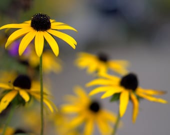 Black Eyed Susan | Rudbeckia  Goldsturm 3.5 inch pots.....you choose amount, Butterflies love it!