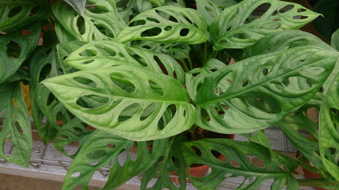 monstera forms Monstera adansonii Narrow Leaf