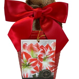 May include: A red ceramic pot with a burlap sack and a large red satin bow. A tag displays a photo of red and white striped flowers, labeled "Sparticus Amaryllis."