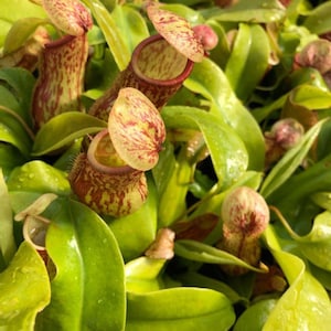 May include: Close-up of a group of carnivorous pitcher plants with green leaves and red and yellow speckled pitchers.