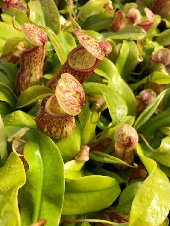 Nepenthes X St. Gaya Pitcher Carnivorous Plants in Separate 4 Inch  Containers- Daylily Nurseryone Plant per Pot, You Choose Amount! - Etsy