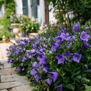 Astra Blue Platycodon Dwarf Balloon Flower in 3.5 inch pot, you choose amount!