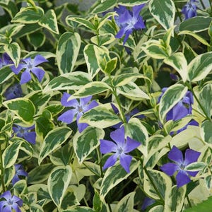 May include: Close-up of a vibrant ground cover featuring small, periwinkle-blue flowers amidst variegated green and cream-colored leaves. The leaves have a striking pattern, creating a textured appearance.