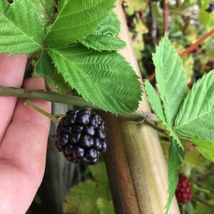 May include: A close-up of a ripe blackberry, held by a hand, on a green stem with green leaves. The blackberry is a deep, dark purple color, and the leaves are a vibrant green. The background is blurred, suggesting a garden setting.