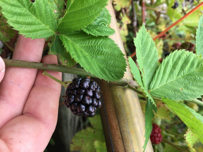 May include: A close-up of a ripe blackberry, held by a hand, on a green stem with green leaves. The blackberry is a deep, dark purple color, and the leaves are a vibrant green. The background is blurred, suggesting a garden setting.