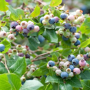 May include: Close-up of a blueberry bush with ripe blueberries in various stages of ripeness, including green, blue, and purple berries.