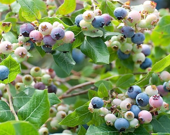 Legacy Blueberry Plants in a 3.5" Pot---Southern High Bush Type, does well in Warm and cool climates---Ready For Planting!!!