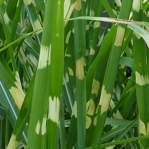Zebra Grass in 4 inch cups