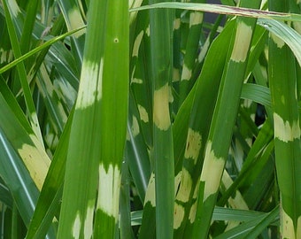 Zebra Grass in 4 inch cups