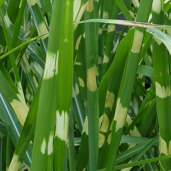 Zebra Grass in 4 inch cups